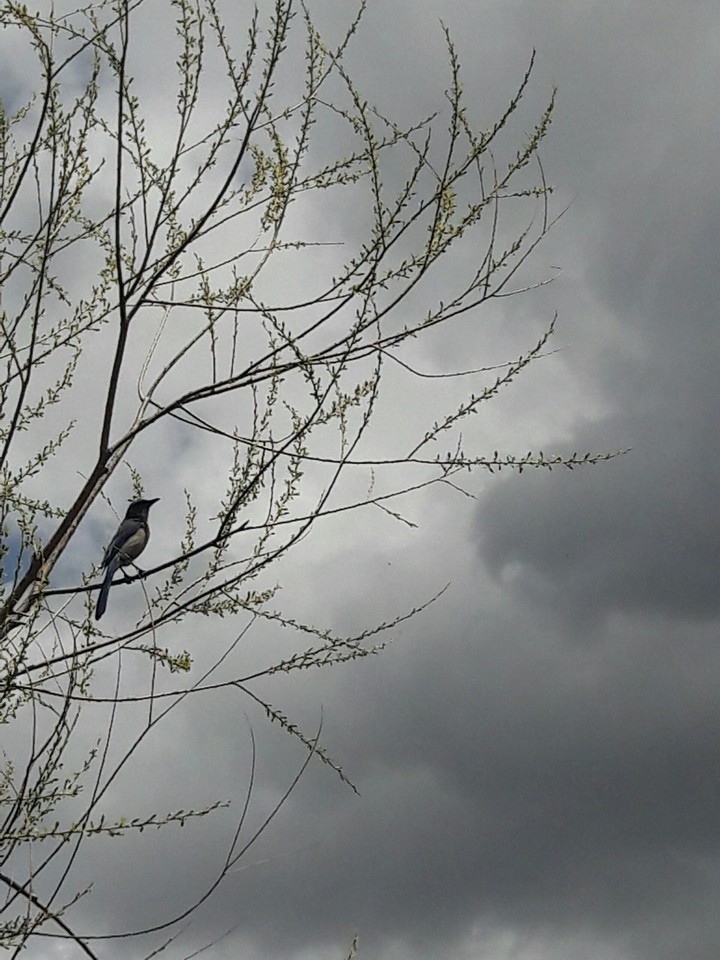 Braving the Storm