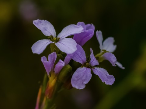 Beautiful purple