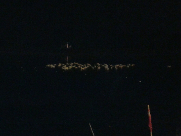 Duck in Night