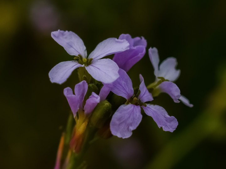 Beautiful purple