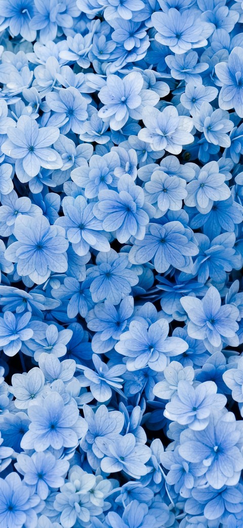 blue, cornales वॉलपेपर