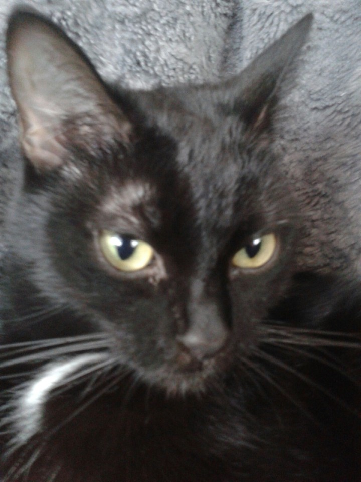 Katze Mausi