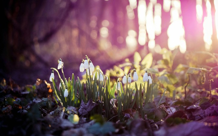 Spring