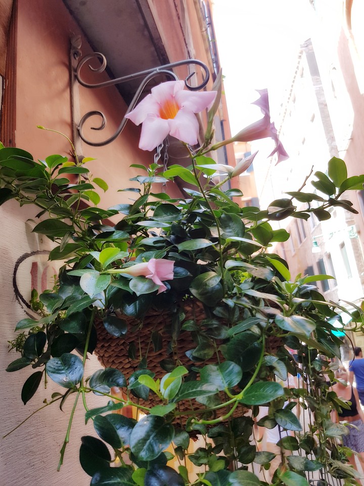 Venezia