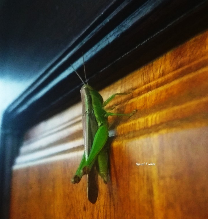 hopper