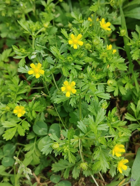 тапети plant, subshrub
