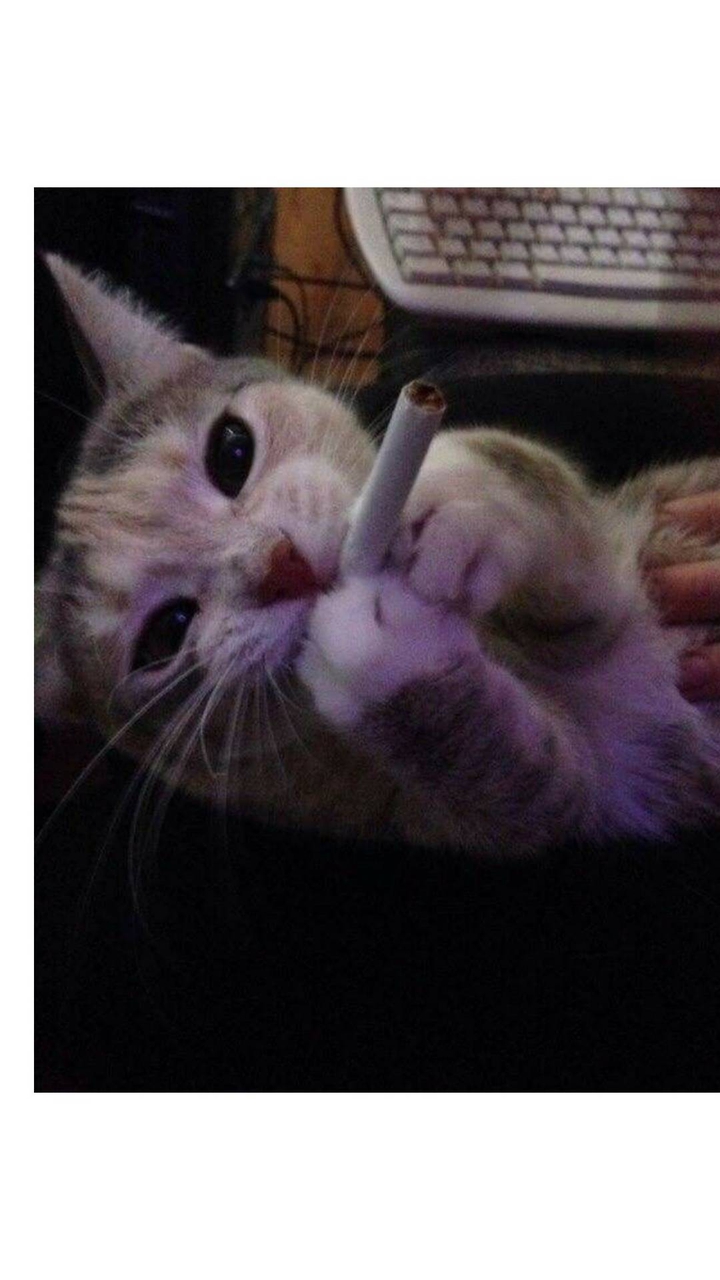 котик