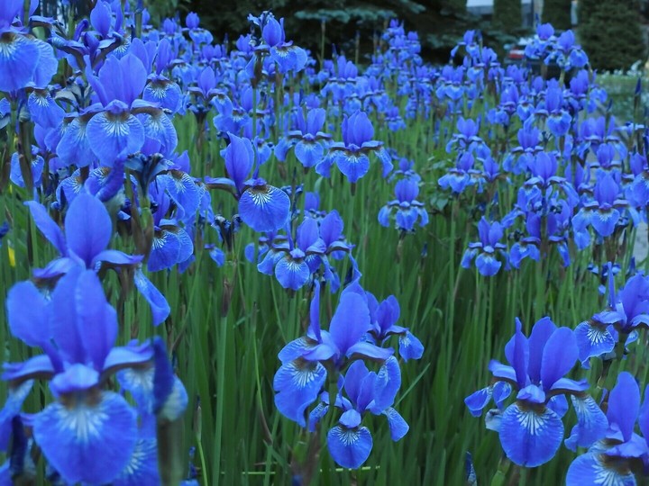 Blue flowers