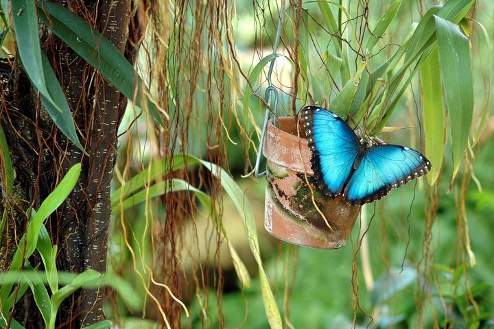 Blue butterfly...
