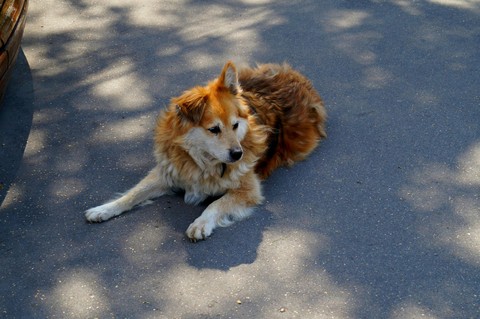 dog