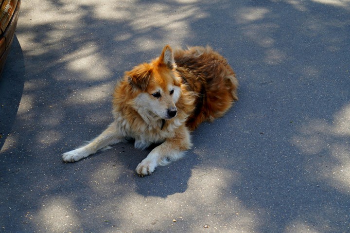 dog