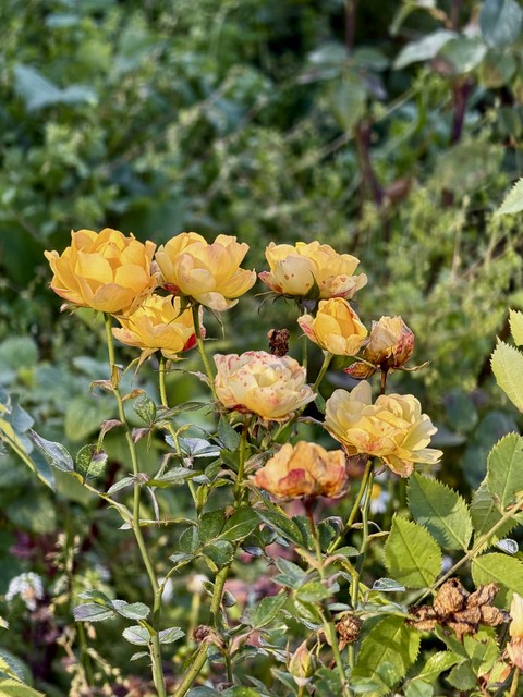 רקעים rose, wildflower
