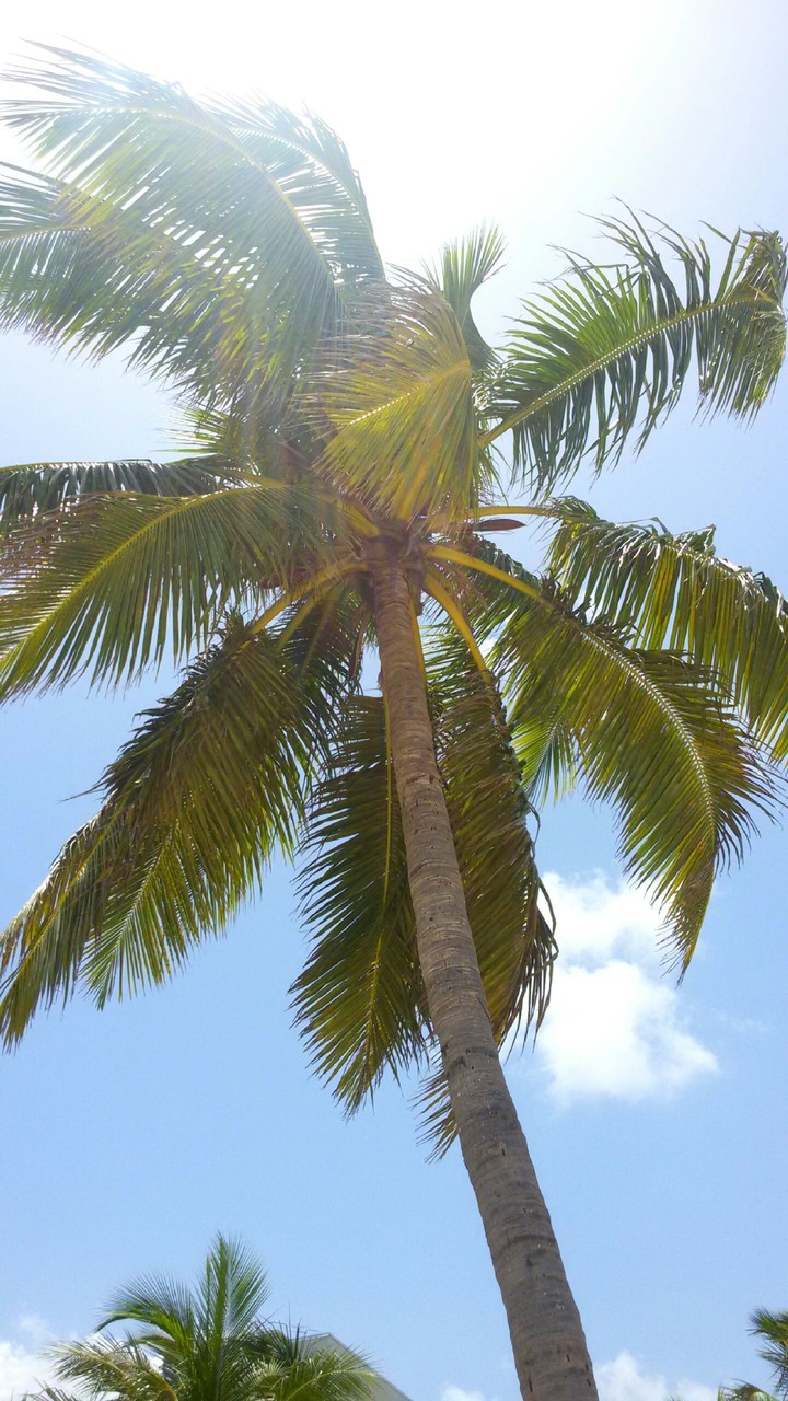 Palm tree in Bahamas