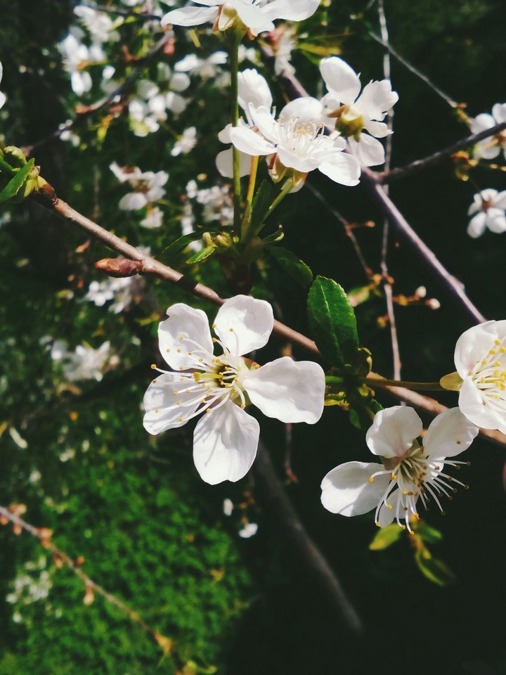 cherry