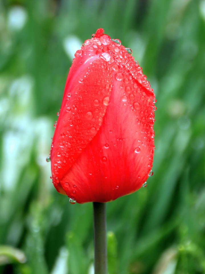 After the rain.