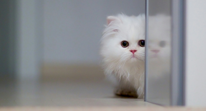 Peeking Kitten