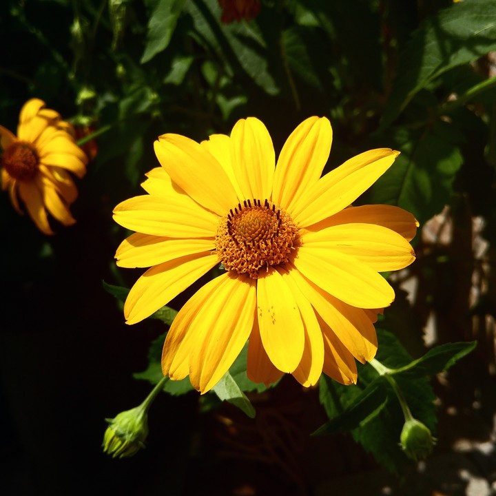 Flower