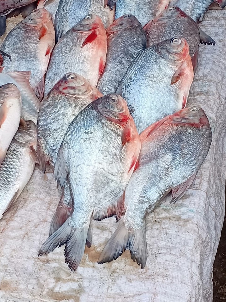 fish