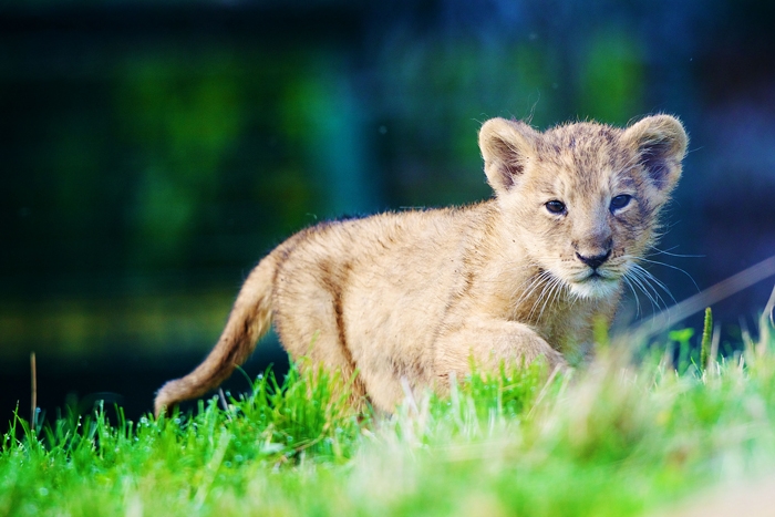 Cuteee Cub