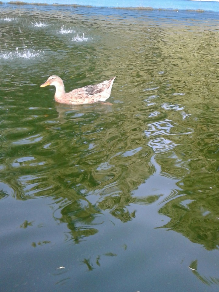 duck