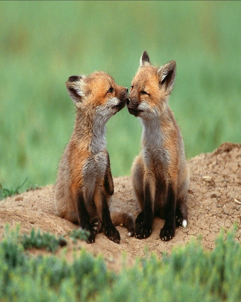 foxes♥