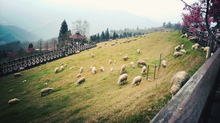 sheep