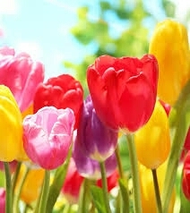 beautiful flower