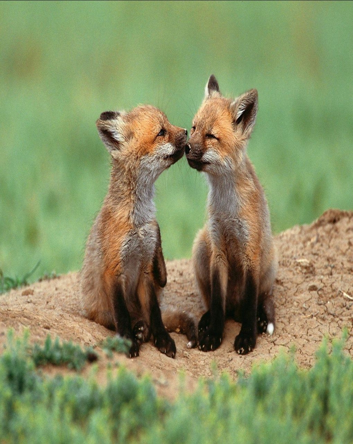 foxes♥