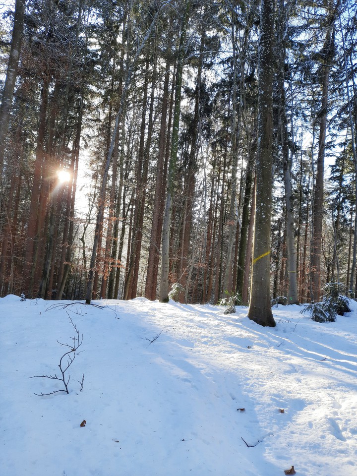 Wintermagic in Forest