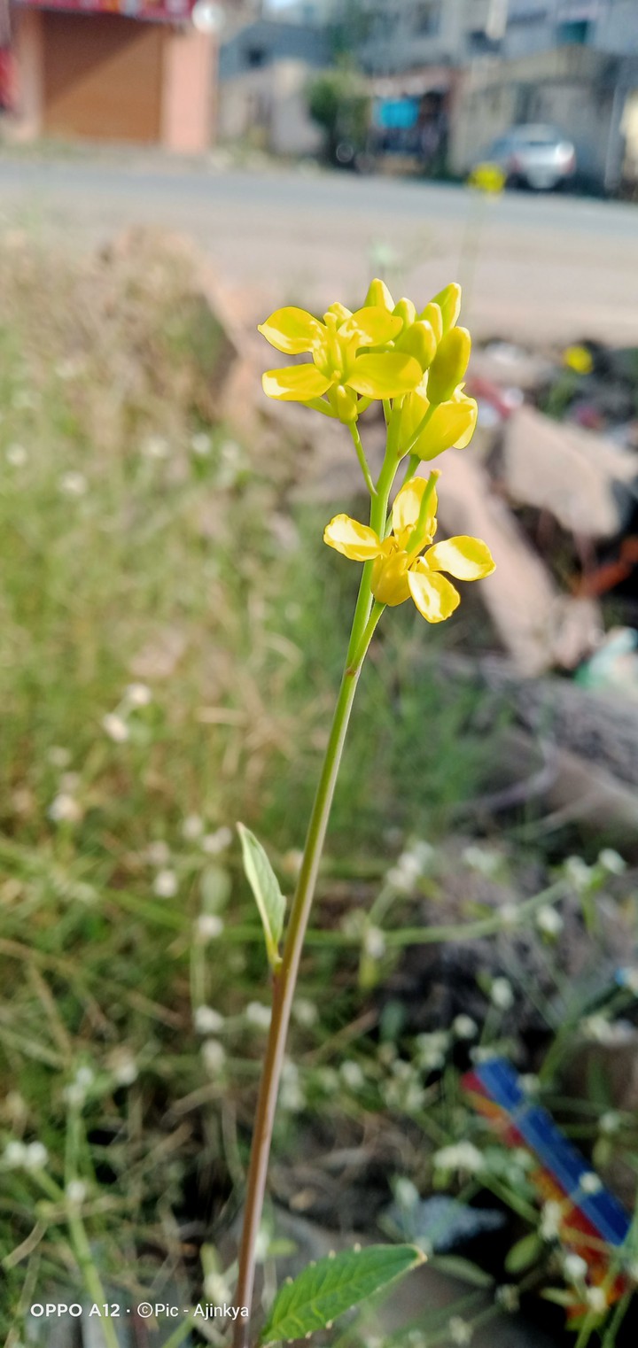 #flower photography#8