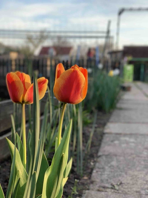 Polish tulip