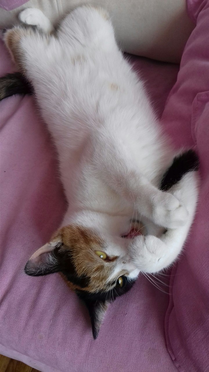 cat
