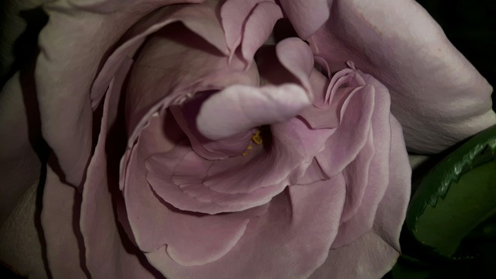 rosa lilla