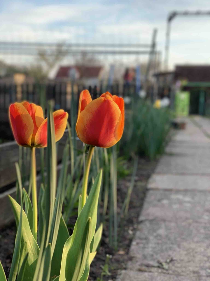 Polish tulip
