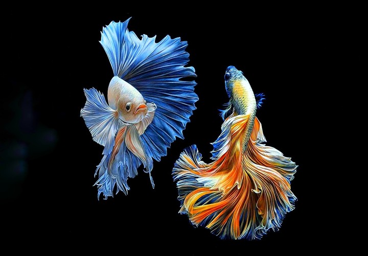 Betta fish