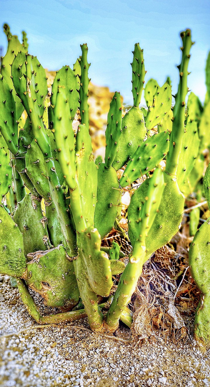 Cactus plant