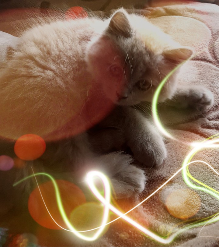 cat