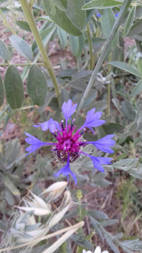 flower, purple wallpapers
