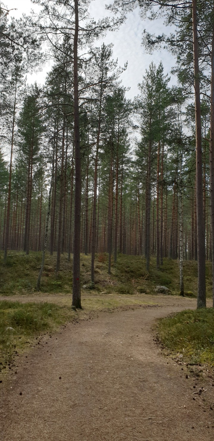 forrest