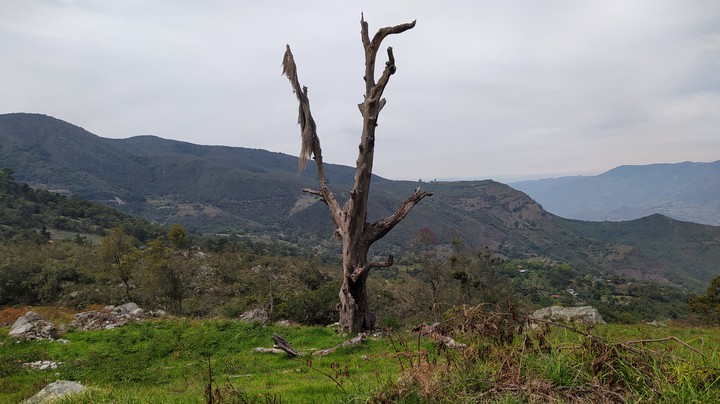 Old tree