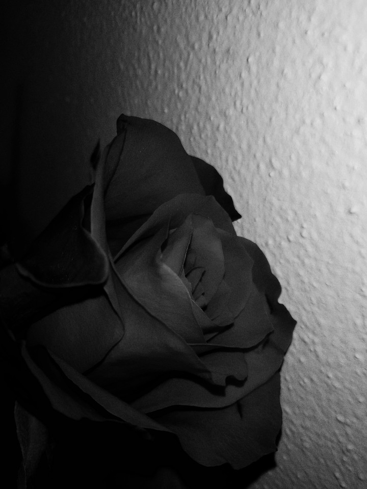 Black Rose