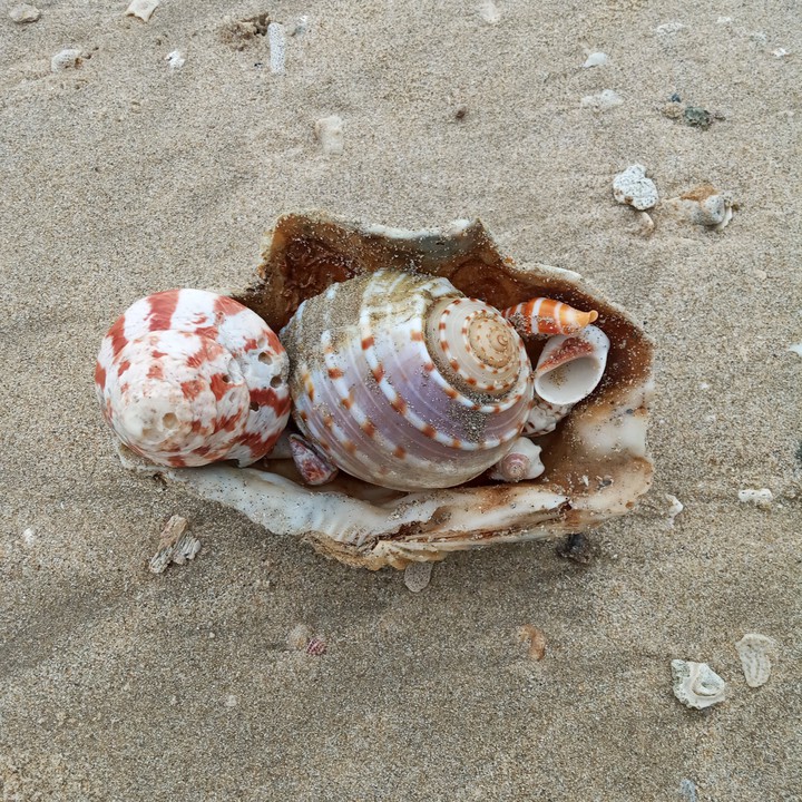shell
