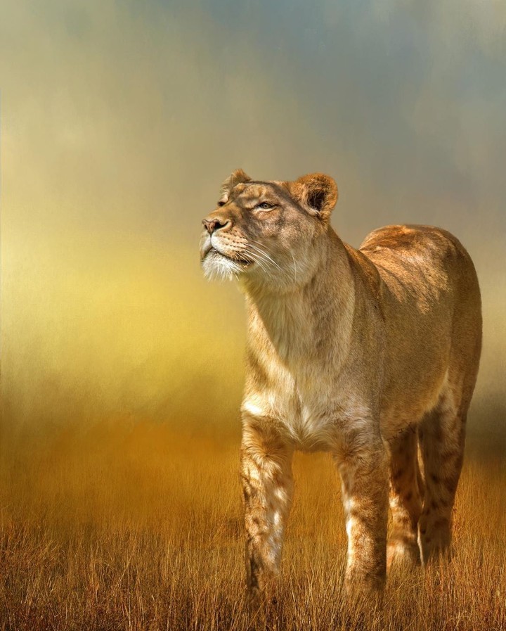 Lion