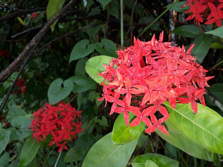 Rangan