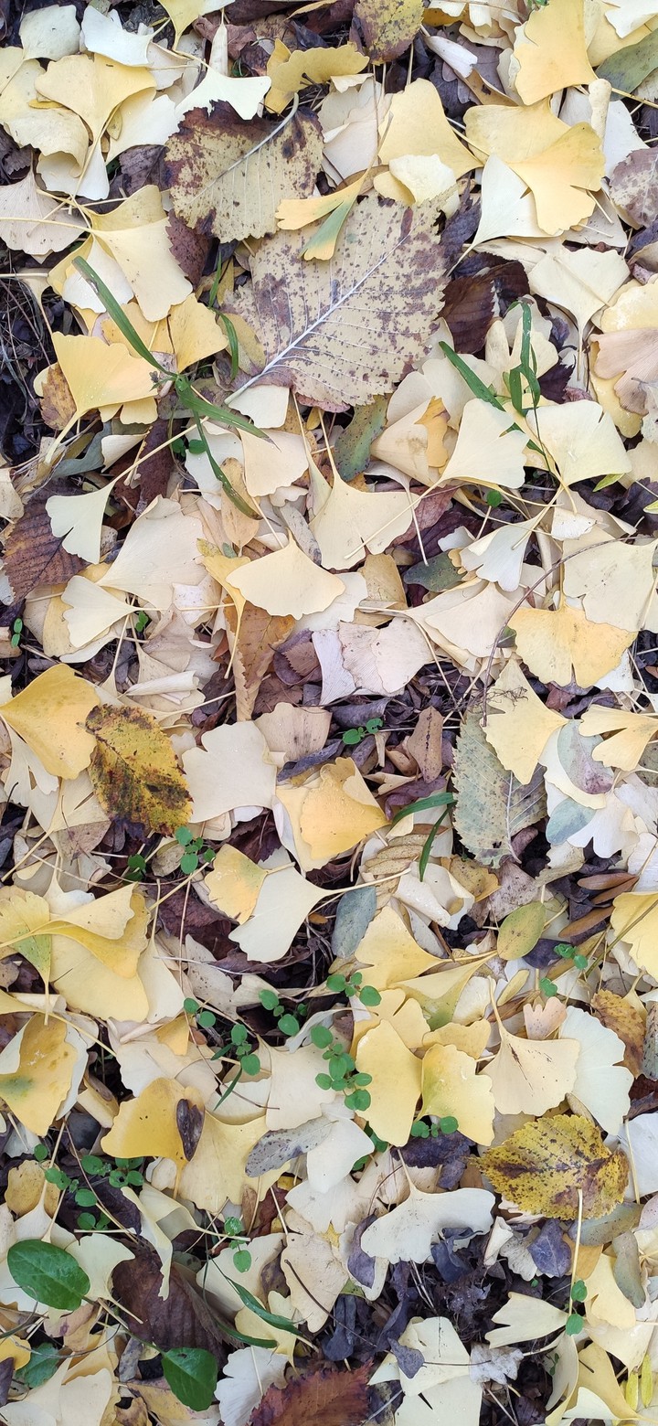 leaf's