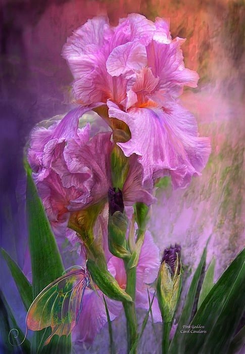 Iris