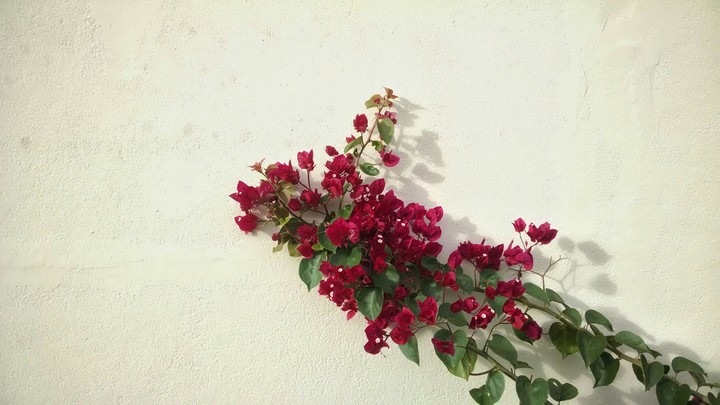 wallflower