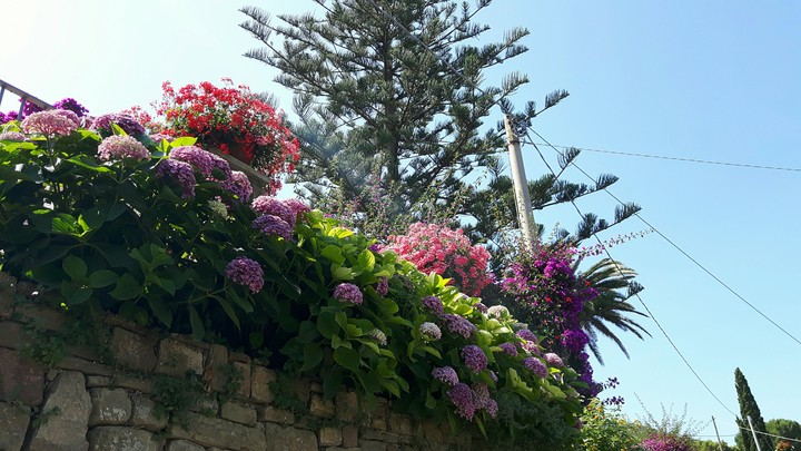 flowers