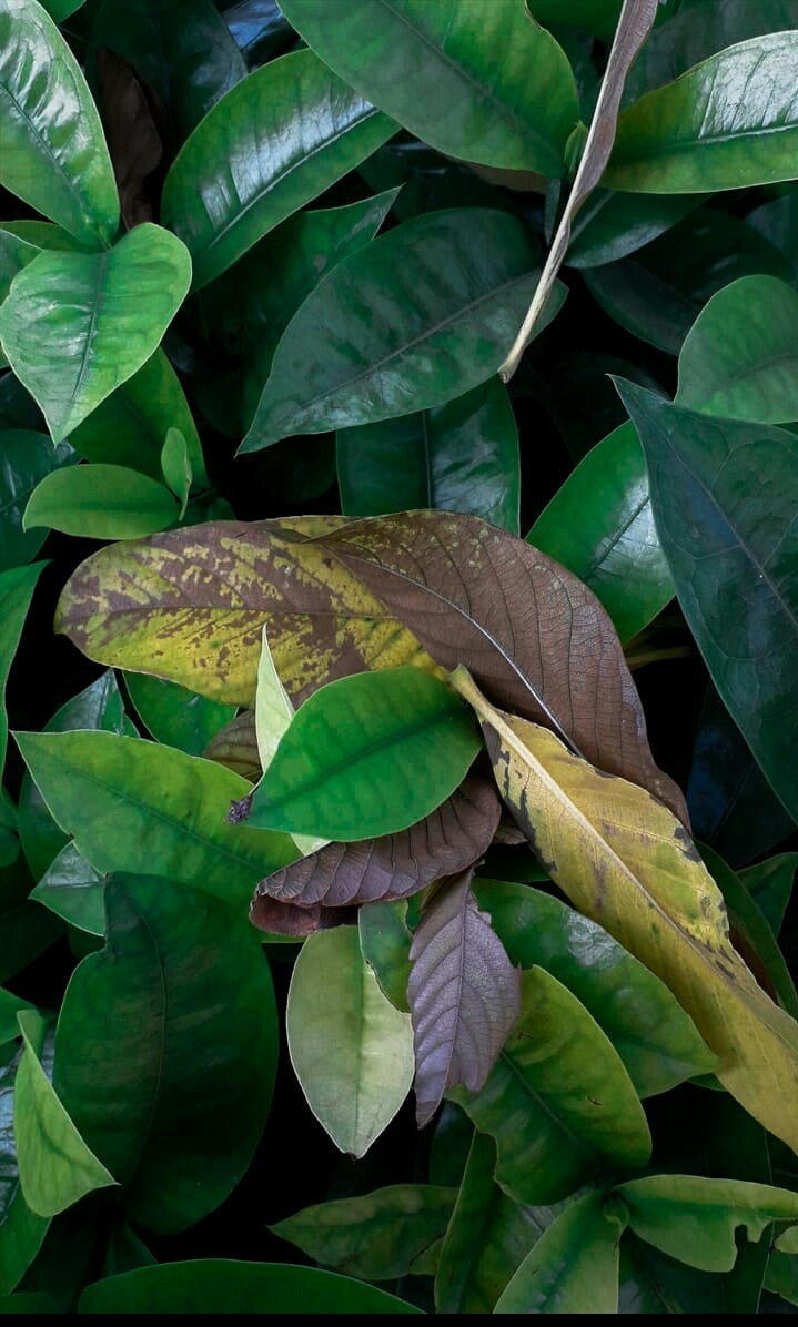 Green Yellow
