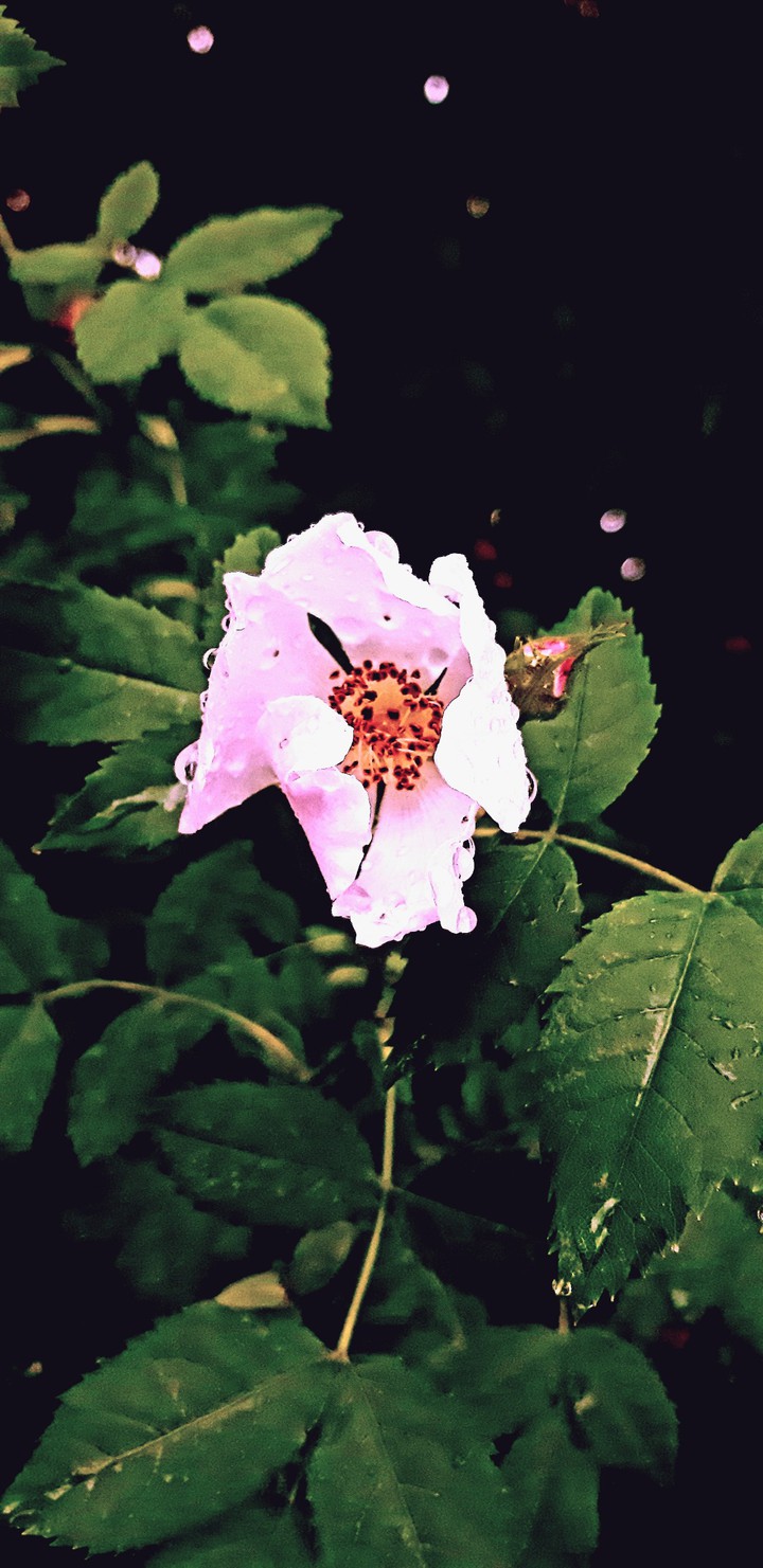 rose